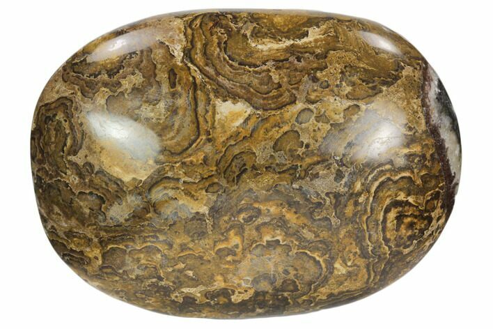 Polished Stromatolite (Greysonia) Pebble - Bolivia #126356